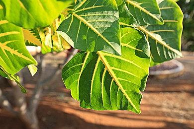 Arkane仍未放弃《红霞岛》 想扭转口碑成为“无人深空”